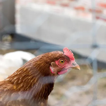 Naturzeit Daire Horsmar